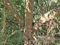 Wilde appel [Malus sylvestris]